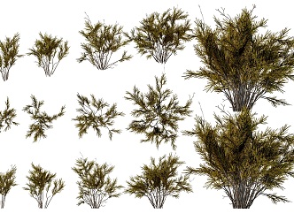 Modern Wild Mountain South African Black Tea South African Shrub Tea Green Plant Louis Bosco Tea Shrub Green Plant Black Tea Plant Shrub Hedge 3d model