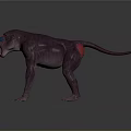 Purple Baboon with Red and Blue Facial Markings Standing Open Mouth on Gray Background
