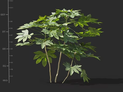 Lush Green Plant With Multiple Slender Stems And Broad Green Leaves 3d model