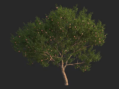 Lush Green Fruit Tree With Plentiful Ripe Fruits And Thick Trunk 3d model