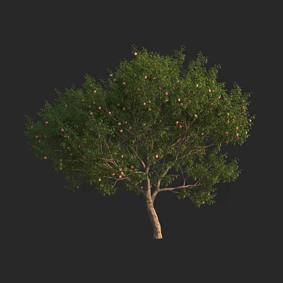 Lush Green Fruit Tree With Plentiful Ripe Fruits And Thick Trunk 3d model