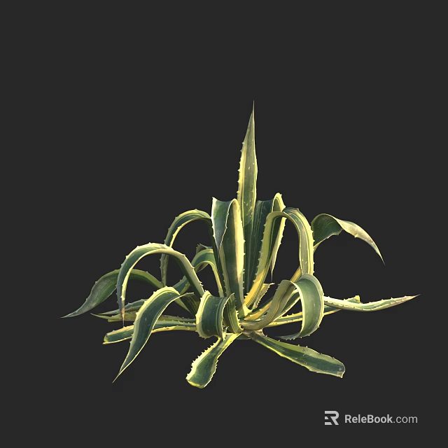 Vibrant Agave Plant With Green And Yellow Striped Leaves Clustered Growth On Black Background 3d model 