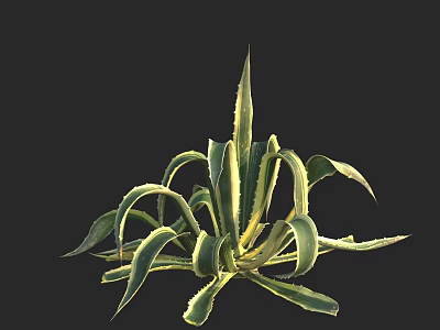 Vibrant Agave Plant With Green And Yellow Striped Leaves Clustered Growth On Black Background 3d model