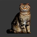 Calm Scottish Fold Cat with Brown Tabby Fur Sitting on Gray Reflective Surface