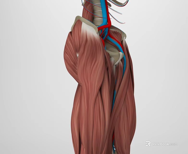 3D Anatomical Illustration of Human Head Organs Muscles and Blood Vessels Structure 3d model 