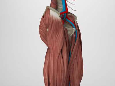 3D Anatomical Illustration of Human Head Organs Muscles and Blood Vessels Structure 3d model