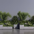 Bonsai Potted Plants in Gray Concrete Pots with Various Green Foliage and Lush Leaves