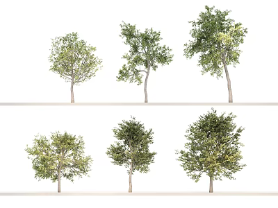 Diverse Landscape Trees With Different Crown Shapes Trunk Sizes And Lush Foliage 3d model