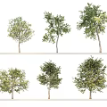 Diverse Landscape Trees With Different Crown Shapes Trunk Sizes And Lush Foliage