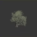 Olive Tree With Green Leaves And Textured Trunk On Dark Background With Reflection 3d model