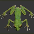 Artisan Crafted Lifelike Green Frog With Vibrant Red Eyes And Detailed Limbs