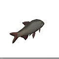 Detailed Illustration Of Silver Gray Fish With Pink Fins And Tail On White Background