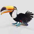Exotic Toucan with Colorful Beak Black and White Feathers Blue Feet and Spread Wings