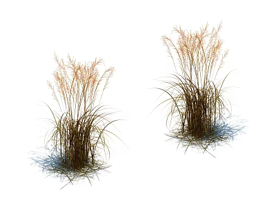 Two Clumps of Ornamental Grasses with Slender Leaves and Feathery Plumes in Brownish Golden Hues 3d model
