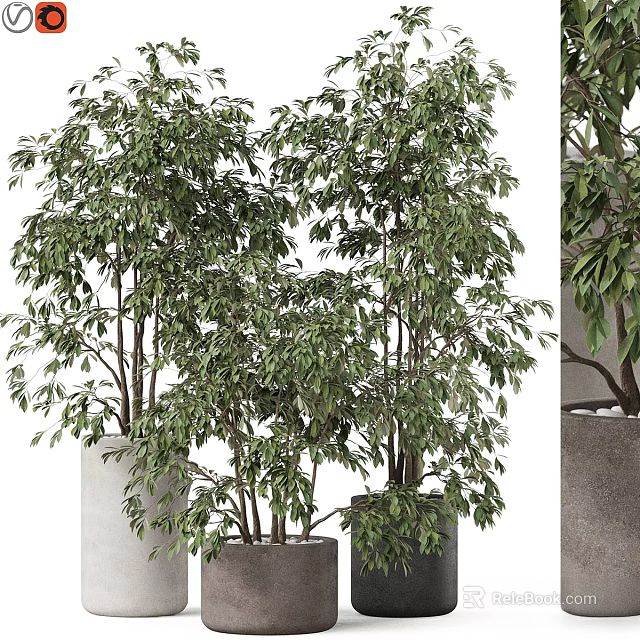 Lush Green Potted Plants In Modern Planters For Garden Decoration 3d model 