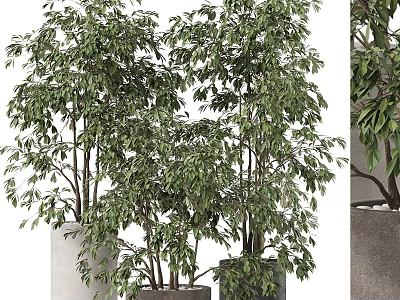 Lush Green Potted Plants In Modern Planters For Garden Decoration 3d model