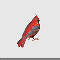 Red and Blue Crested Cardinal Bird with Orange Beak and Claws on Gray Background