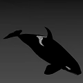 Realistic 3D Orca Model With Shiny Black And White Surface And Gradient Pastel Background 3d model