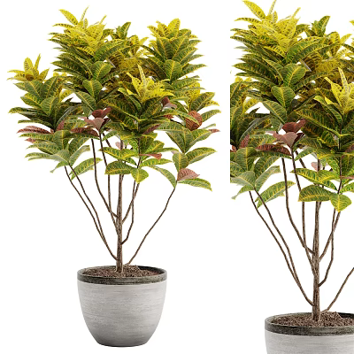 Bonsai Potted Plant with Green Yellow Red Foliage in White Ceramic Pot for Indoor Decor 3d model