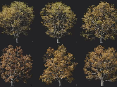 Various Arbor Forms With Autumn Yellow Brown Leaves For Landscape Design 3d model