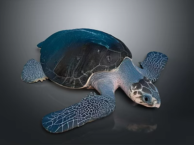 Dark Blue Sea Turtle With Textured Shell And Webbed Flippers On Gray Surface 3d model