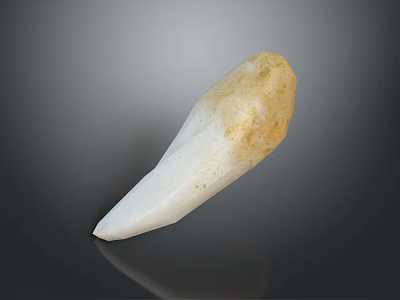 Human Tooth Closeup Showing White Enamel And Yellowish Root Structure 3d model