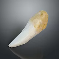 Human Tooth Closeup Showing White Enamel And Yellowish Root Structure 3d model