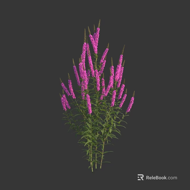 Beautiful Purple Flowers With Multiple Stems And Green Leaves On Dark Background 3d model 