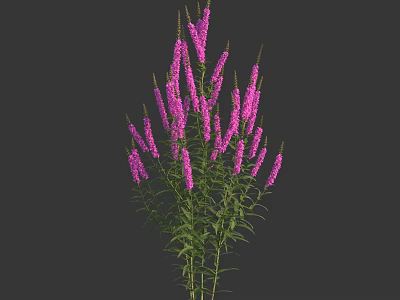 Beautiful Purple Flowers With Multiple Stems And Green Leaves On Dark Background 3d model