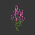 Beautiful Purple Flowers With Multiple Stems And Green Leaves On Dark Background