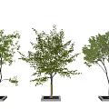 Modern Tree Pool Landscape Tree Arbor Street Tree 3d model