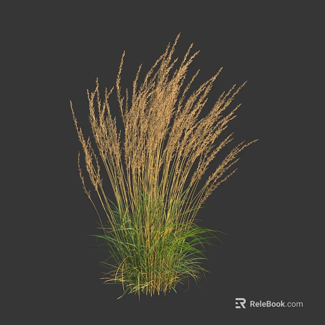 Ornamental Grass with Golden Spiked Inflorescences and Green Leaves against Dark Background in Natural Form 3d model 