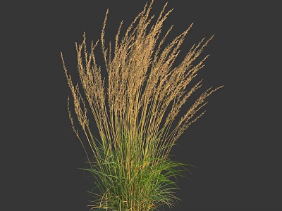 Ornamental Grass with Golden Spiked Inflorescences and Green Leaves against Dark Background in Natural Form 3d model