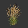 Ornamental Grass with Golden Spiked Inflorescences and Green Leaves against Dark Background in Natural Form