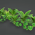 Various Green Leafy Indoor Plants with Different Foliage Shapes and Sizes for Home Decor