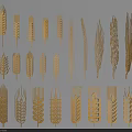 Golden Cereal Crops Different Wheat Grain Illustration Designs On Blue Background