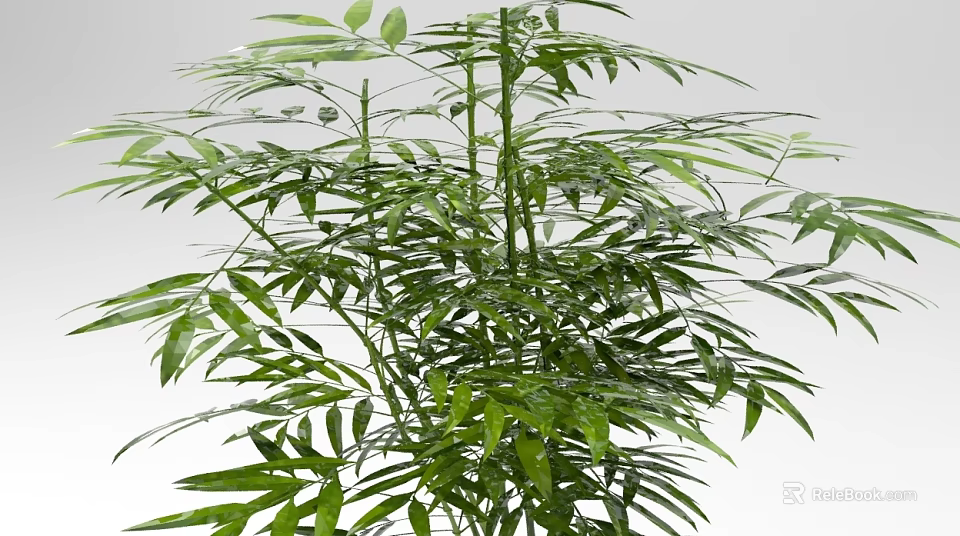 Bamboo Plant With Lush Green Leaves And Tall Stems In Natural Environment 3d model 