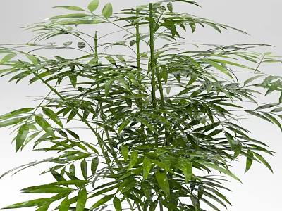 Bamboo Plant With Lush Green Leaves And Tall Stems In Natural Environment 3d model