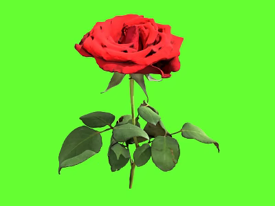 Vibrant Red Rose Plant With Green Leaves And Stem On Green Background 3d model