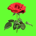 Vibrant Red Rose Plant With Green Leaves And Stem On Green Background