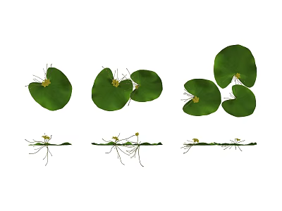 Green Round Leaves With Yellow Small Flowers And Slender Stems In Aquatic Setting 3d model