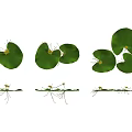 Green Round Leaves With Yellow Small Flowers And Slender Stems In Aquatic Setting