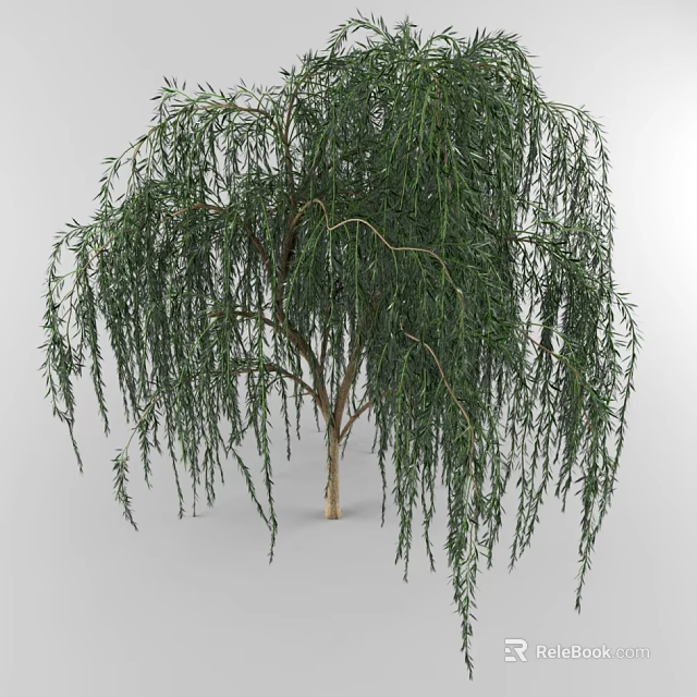 Tall Weeping Willow Tree With Lush Green Leaves And Long Hanging Branches 3d model 