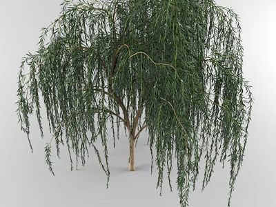 Tall Weeping Willow Tree With Lush Green Leaves And Long Hanging Branches 3d model