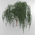 Tall Weeping Willow Tree With Lush Green Leaves And Long Hanging Branches