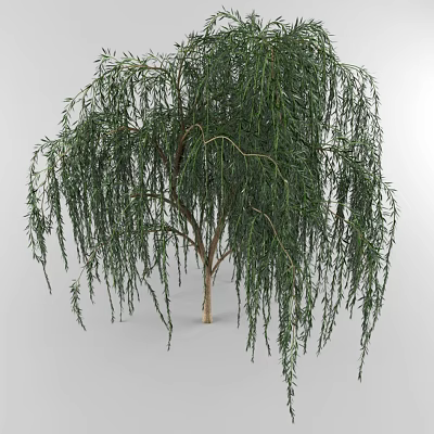 Willow 3d model