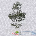 Elegant Arbor Tree with Thick Trunk on Paved Ground and Long Shadow 3d model