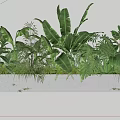 Potted Plants in White Rectangular Planter with Various Tropical Green Leaves 3d model