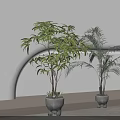 Indoor Bonsai Bamboo And Palm Potted Plants In Gray Ceramic Pots