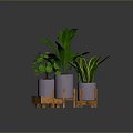 Indoor Green Plants in Purple Pots on Wooden Stands with Various Leaf Shapes